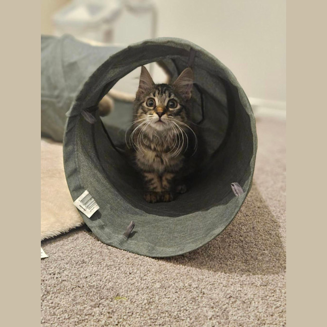 Photo of Luna (Was Cleo)