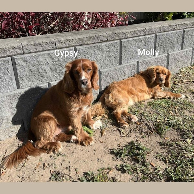 Photo of Gypsy & Molly   4 Year Old Cavoodles