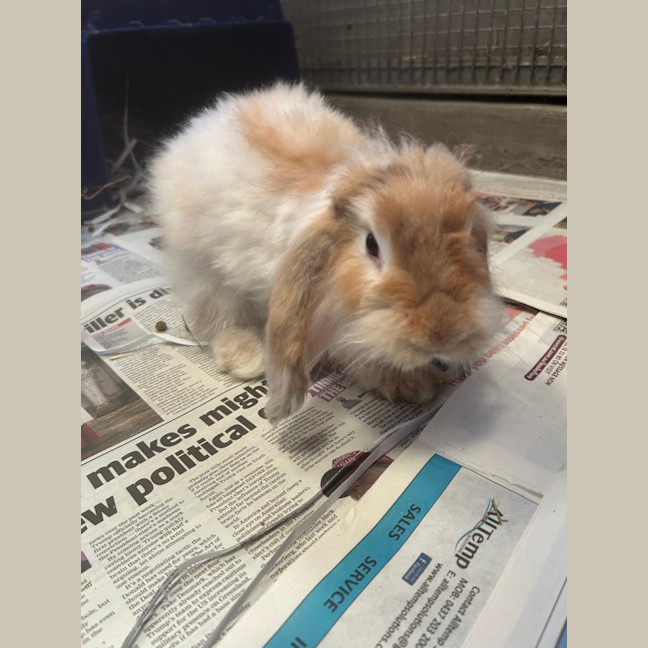 Photo of Cinnabun