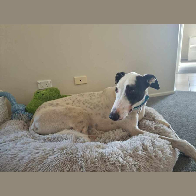 Photo of Patch The Greyhound