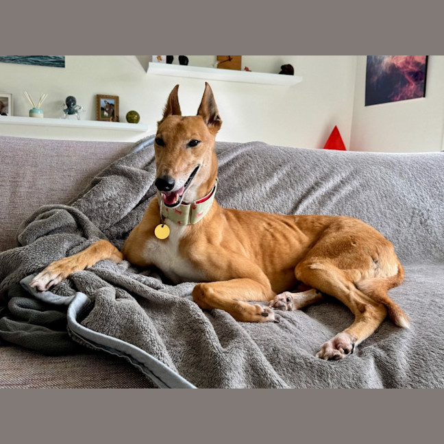 Photo of Clover The Greyhound