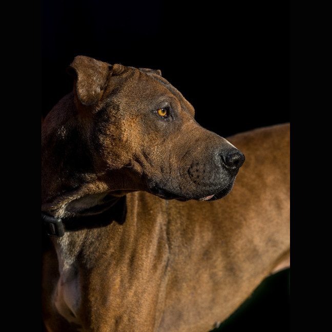 Photo of Milo