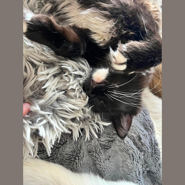 Photo of Candy *9 Lives Project Rescue*