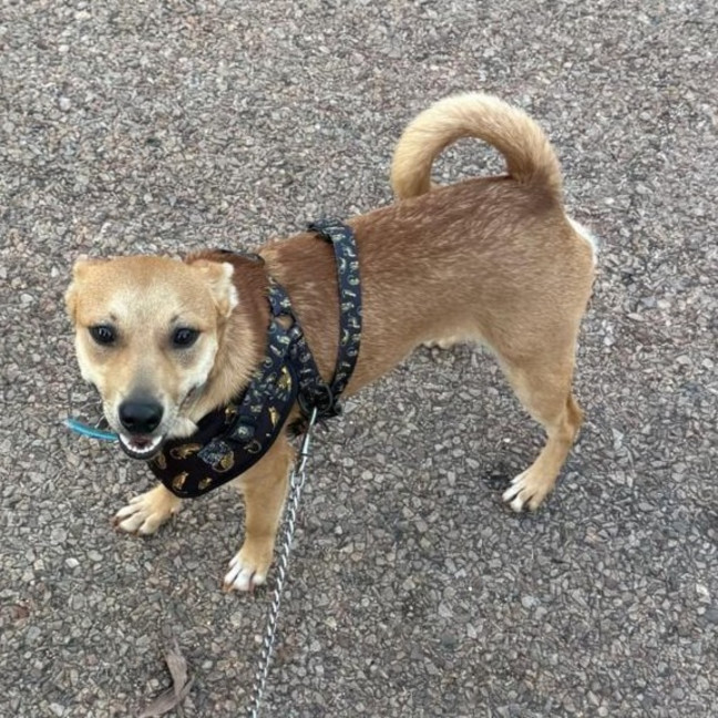 Photo of Archie