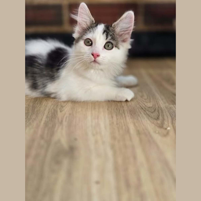 Photo of Lily