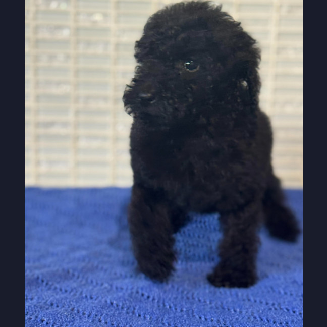 Photo of Pookie