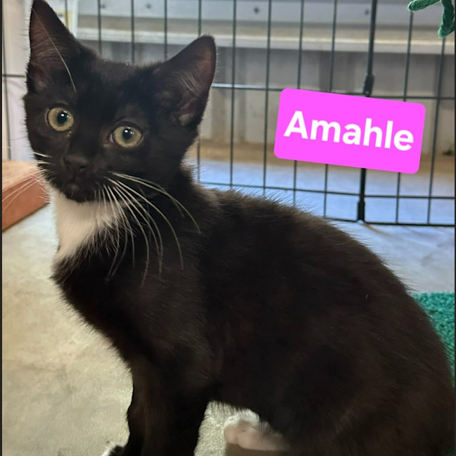 Photo of Amahle