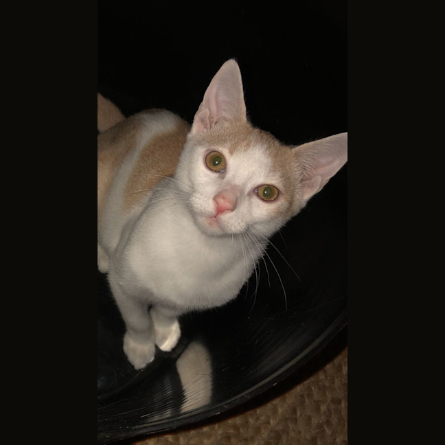 Photo of Oliver