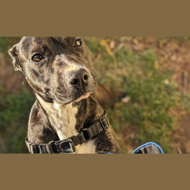 Photo of Beanie