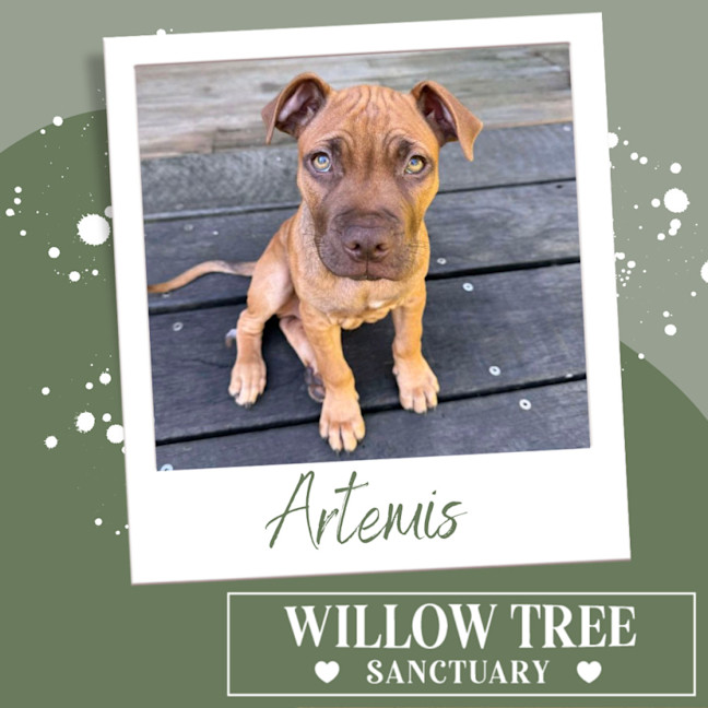 Photo of Artemis