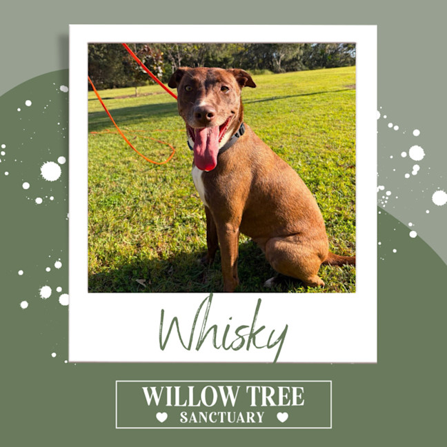 Photo of Whisky