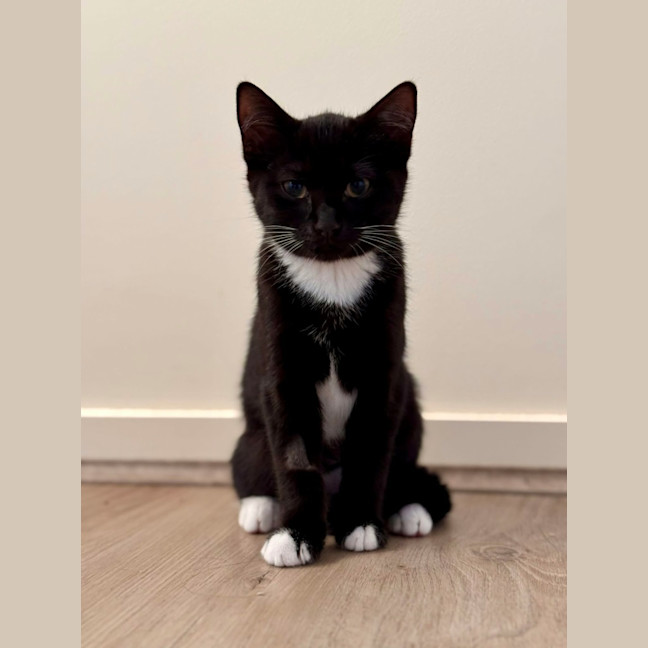 Photo of Lola ** 2nd Chance Cat Rescue**