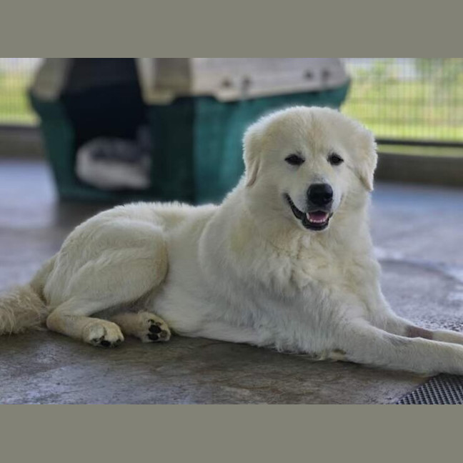 Photo of Bear
