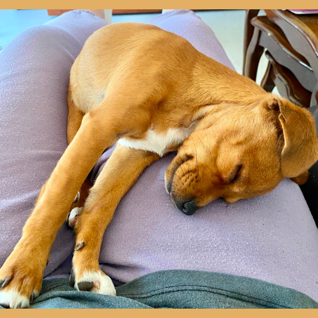 Photo of Coco