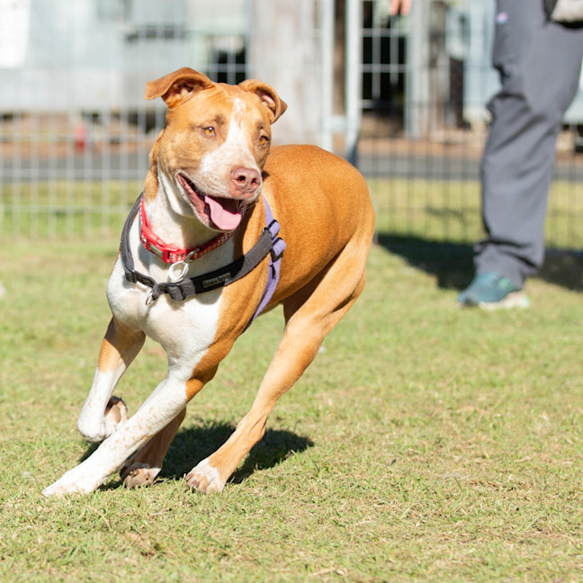 Photo of Buddy