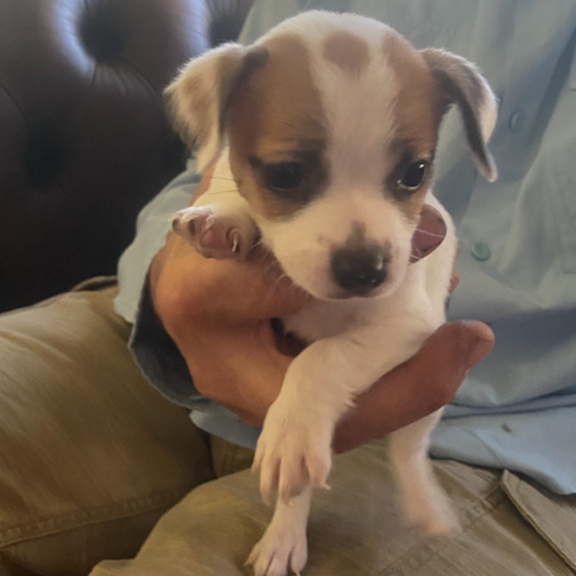 Photo of Tinker Bell