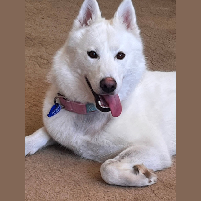 Photo of Honey   1 Year Old Husky