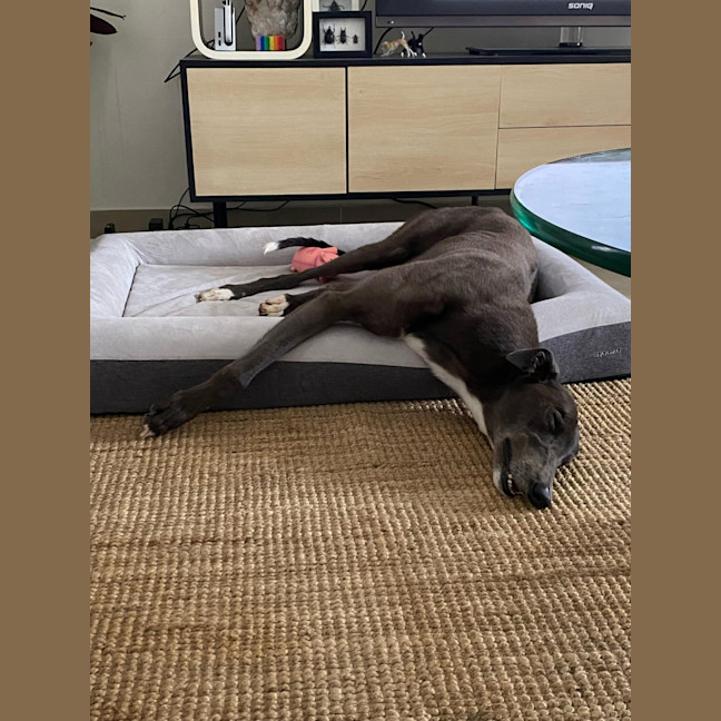 Photo of Bluey