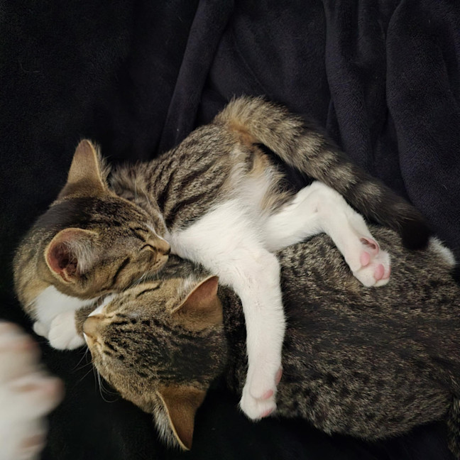 Photo of Juliet Meet Me@Carrum Downs Petstock Store