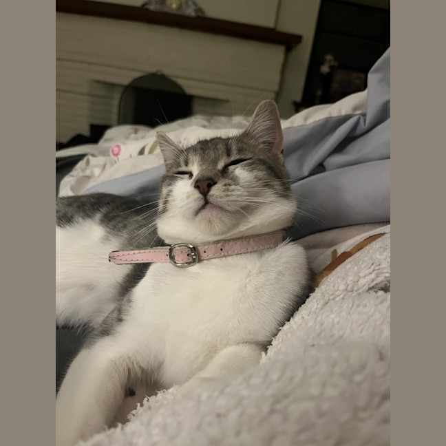 Photo of Firecracker
