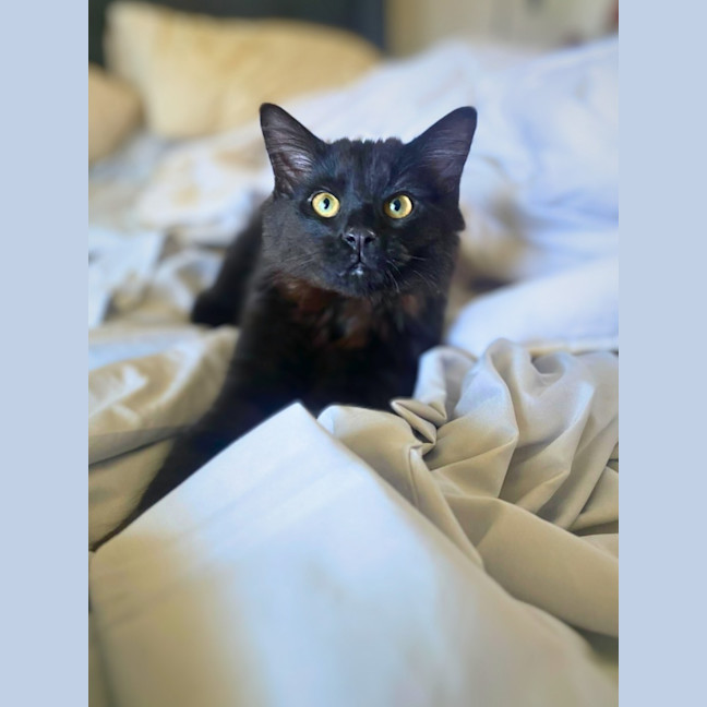 Photo of Bear