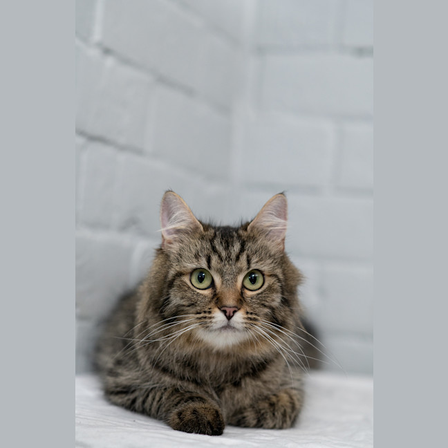 Photo of Dutchess