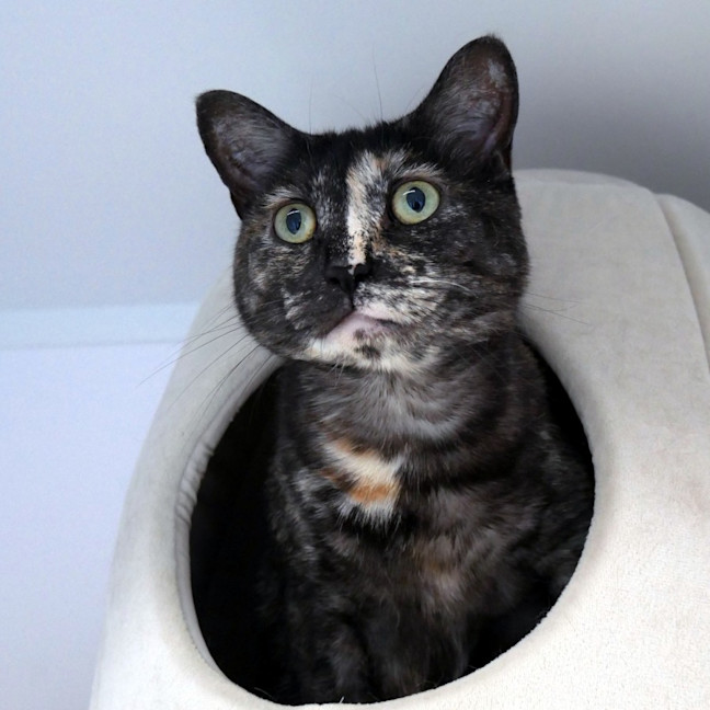 Photo of Luna Rsuk009429