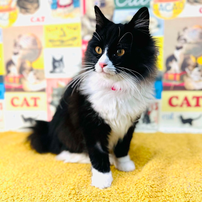 Photo of Odette   Located In Preston 