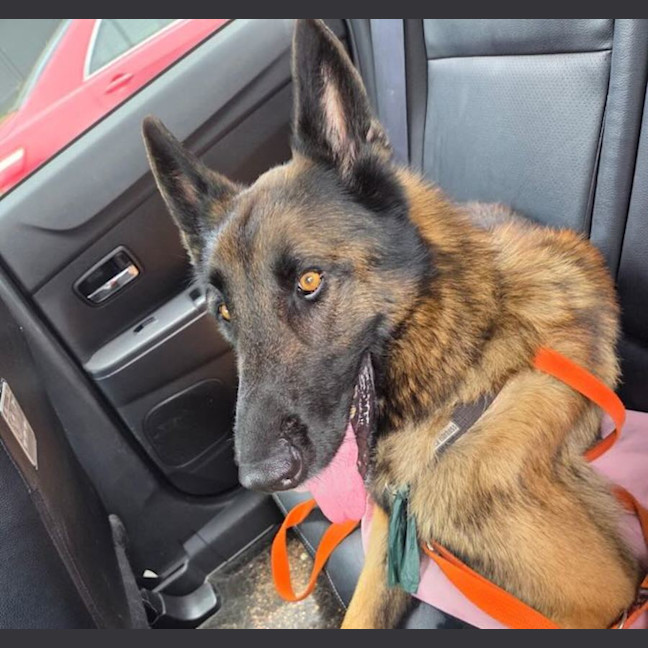 Photo of Rusty