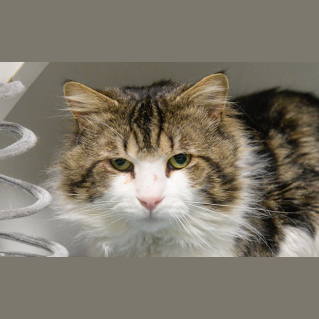 Photo of Fluffy