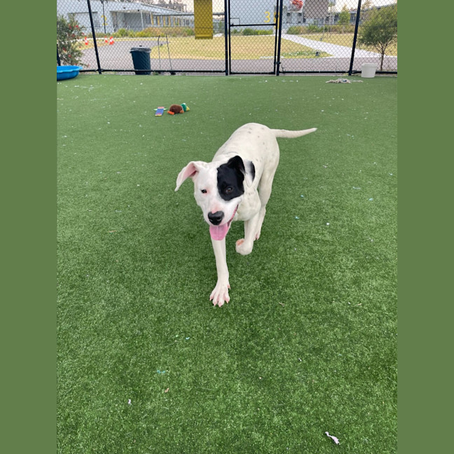 Photo of Wallace Imp 1417