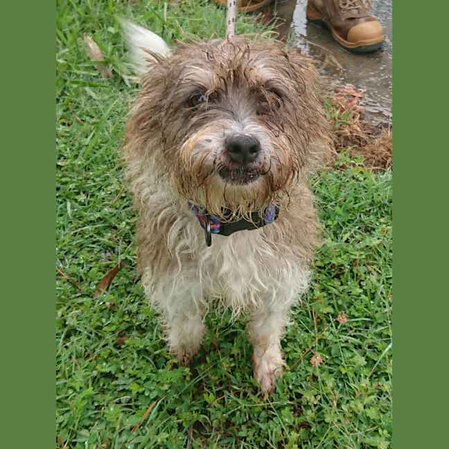 Photo of Buddy