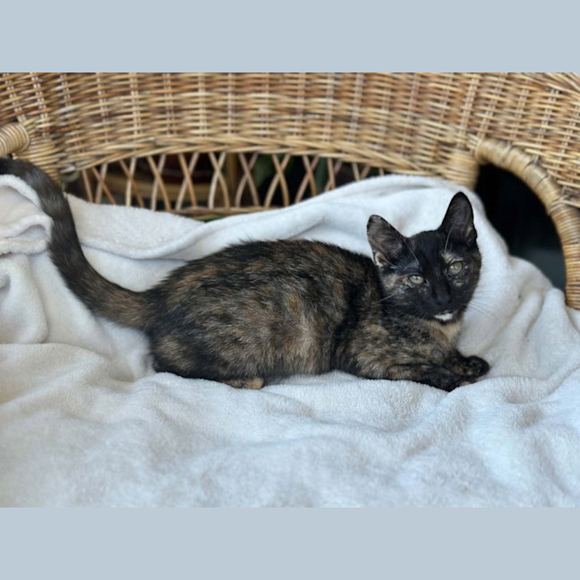 Photo of Katara 