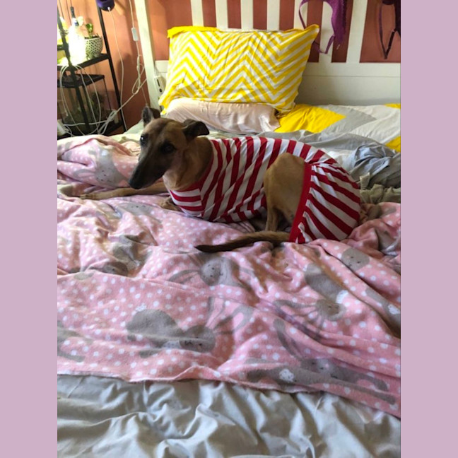 Photo of Tina The Greyhound