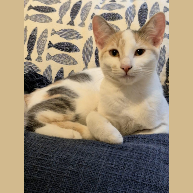 Photo of Nala And Zazu