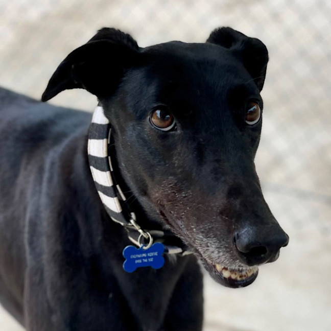 Photo of Snuffleupagus The Greyhound