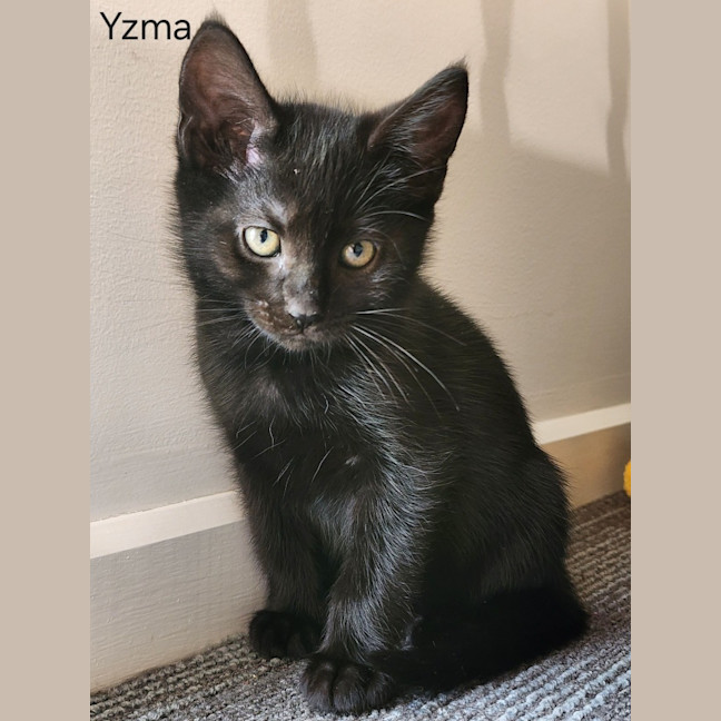 Photo of Yzma