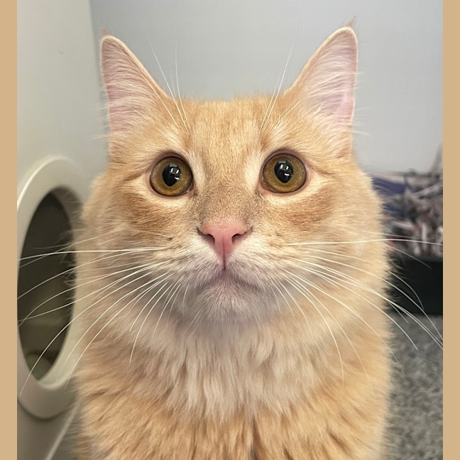Photo of Piccolo