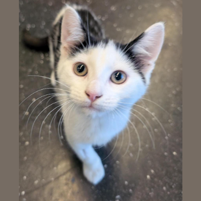 Photo of Blue Eyes White Dragon