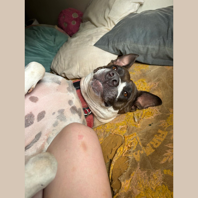 Photo of Paisley 