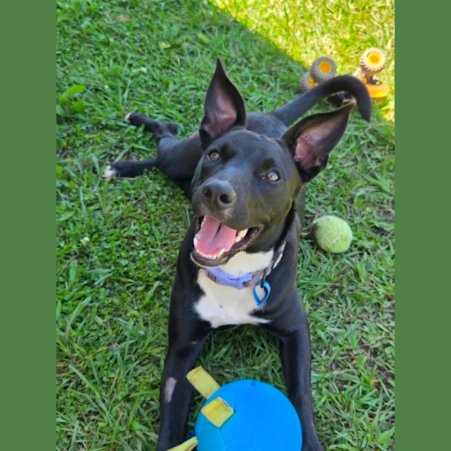 Photo of Krumb *$350 Adoption Fee*