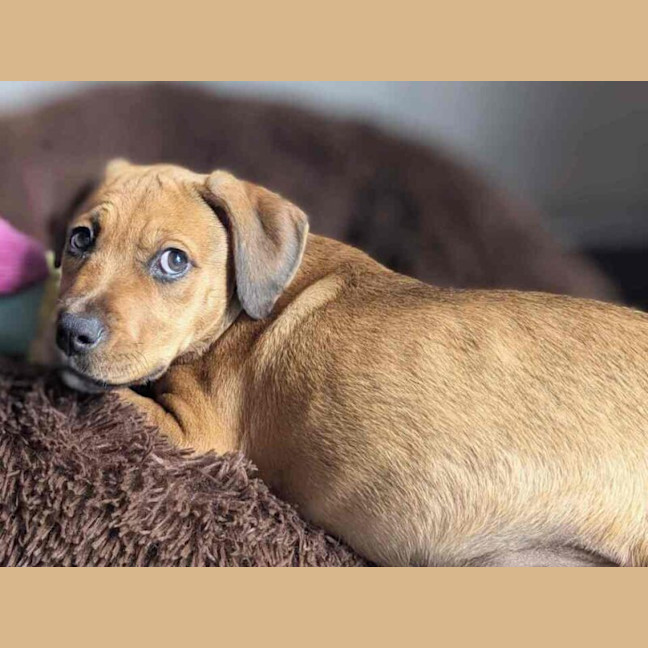 Photo of Lola