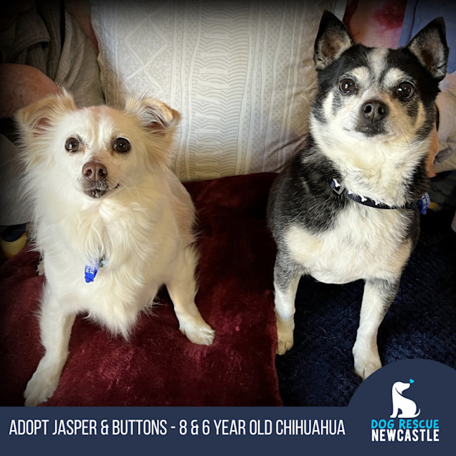 Photo of Jasper And Buttons💖(Buttons On Trial 28/7/24)