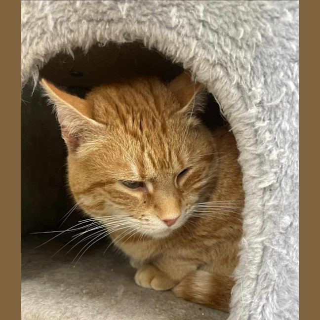 Photo of Saffron 