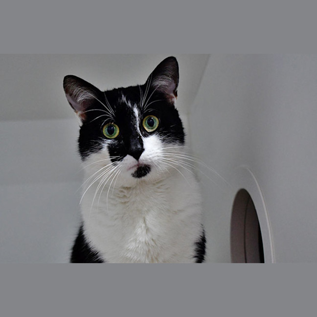 Photo of Count Catula