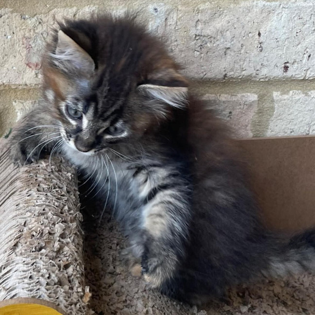 Photo of Mozee