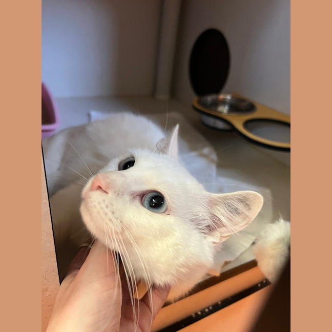 Photo of Marshmallow