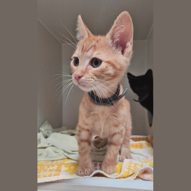 Photo of Tobasco (8920)