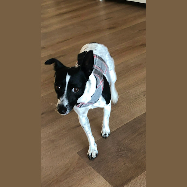 Photo of Bindi   5 Year Old Fox Terrier