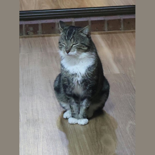 Photo of Meatball